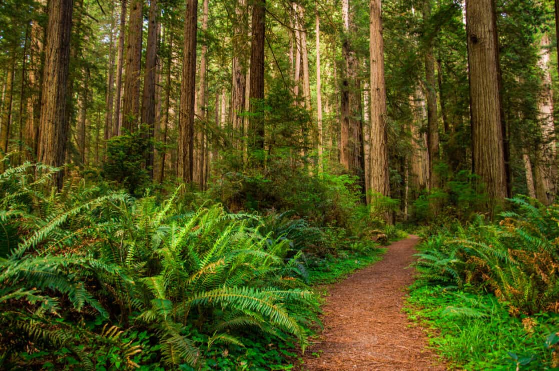 hiking-path-in-redwood-forest