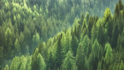 healthy-green-trees-in-forest-of-spruce-fir-and-pine