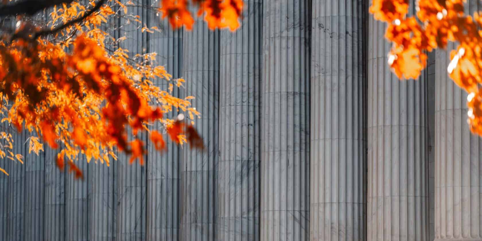 Foliage in front of pillars.