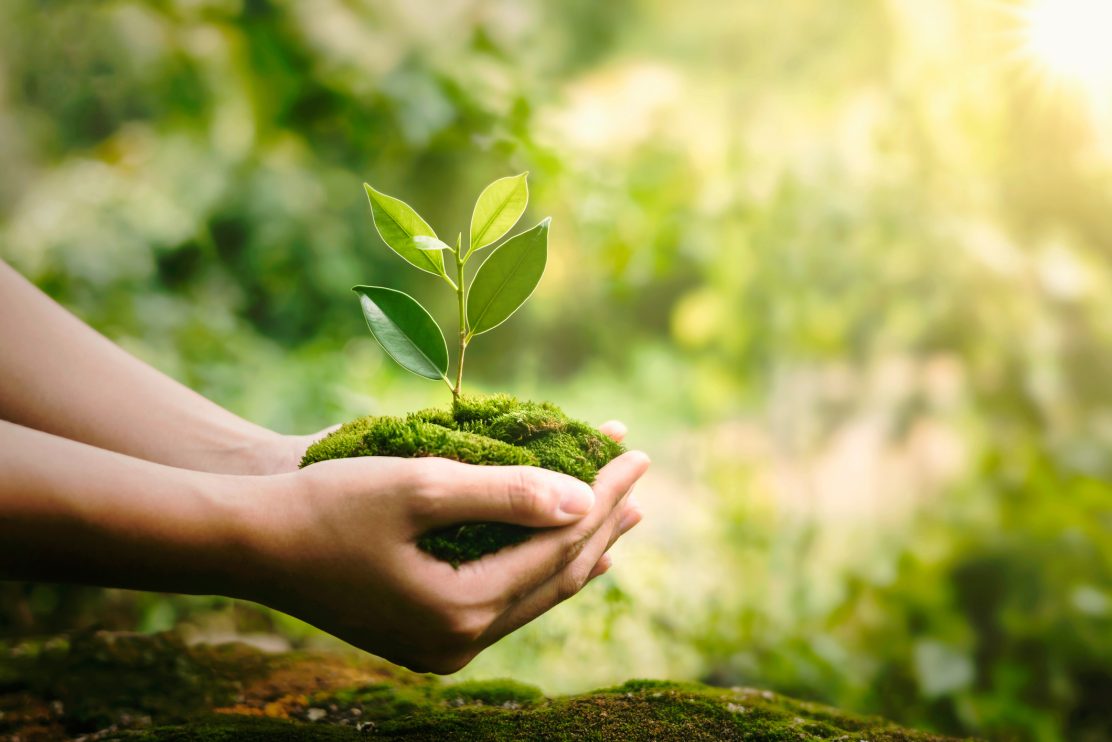 hand-holdig-plant-growing-on-green-background-with-sunshine