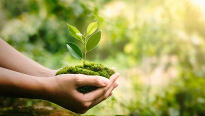 hand-holdig-plant-growing-on-green-background-with-sunshine